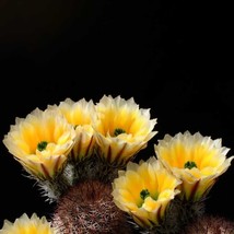  10 Echinocereus Dasyacanthus Cactus S Seeds - $14.00