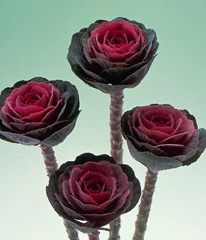 Exotic Flowering Cabbage Crane Red 250 seeds - €25,26 EUR