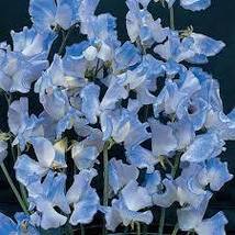50 Blue Evening Or Night Scented Stock Seeds Annual Flower Matthiola - £14.06 GBP