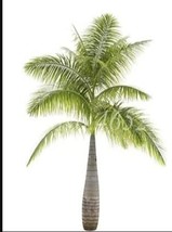 20Pcs Bottle Palm Seeds Green Color Garden USA Seller - $20.00