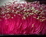 1 Oz Red Amaranthus Seeds Annual Wildflower Sprouting Garden Container Fast - $16.00