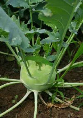 Giant 200  White Viena Kohlrabi Seeds(Brassica oleracea) Garden Veggie - $3.16