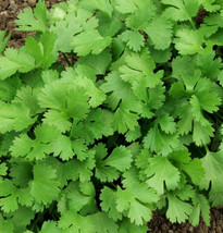 Leisure Cilantro Slow Bolt Mexican Coriander Culantro Parsley Herb US Fa... - $9.80
