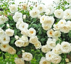 50 Roses Flower Rose Plant Live Plant Rose Seeds Plant Cuttings Live See... - $1.99