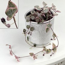 15 Seeds String Of Hearts Flowers Fresh Seeds - $10.00
