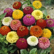 Lilliput Zinnias Seed Zinnia Mix Flower Seed 1000 Seeds Fresh USA Fast Shipping  - $18.99