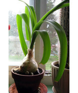 Pregnant Onion Plant Approx 1&quot; - Ornithogalum caudatum Bulb - €18,14 EUR