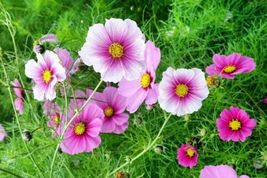 300 Seeds Day Dream Cosmos Flower Seeds - £11.74 GBP