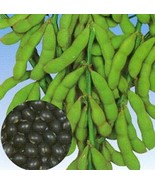 Berynita Store 30 Tankuro Soybean Seeds Non-Gmo Variety Gourmet Glycine Max - £10.60 GBP