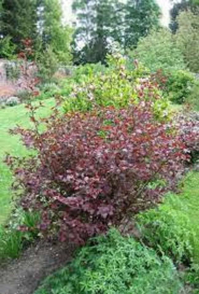 Physocarpus &#39;LADY IN RED&#39; - Starter Plant - £16.60 GBP