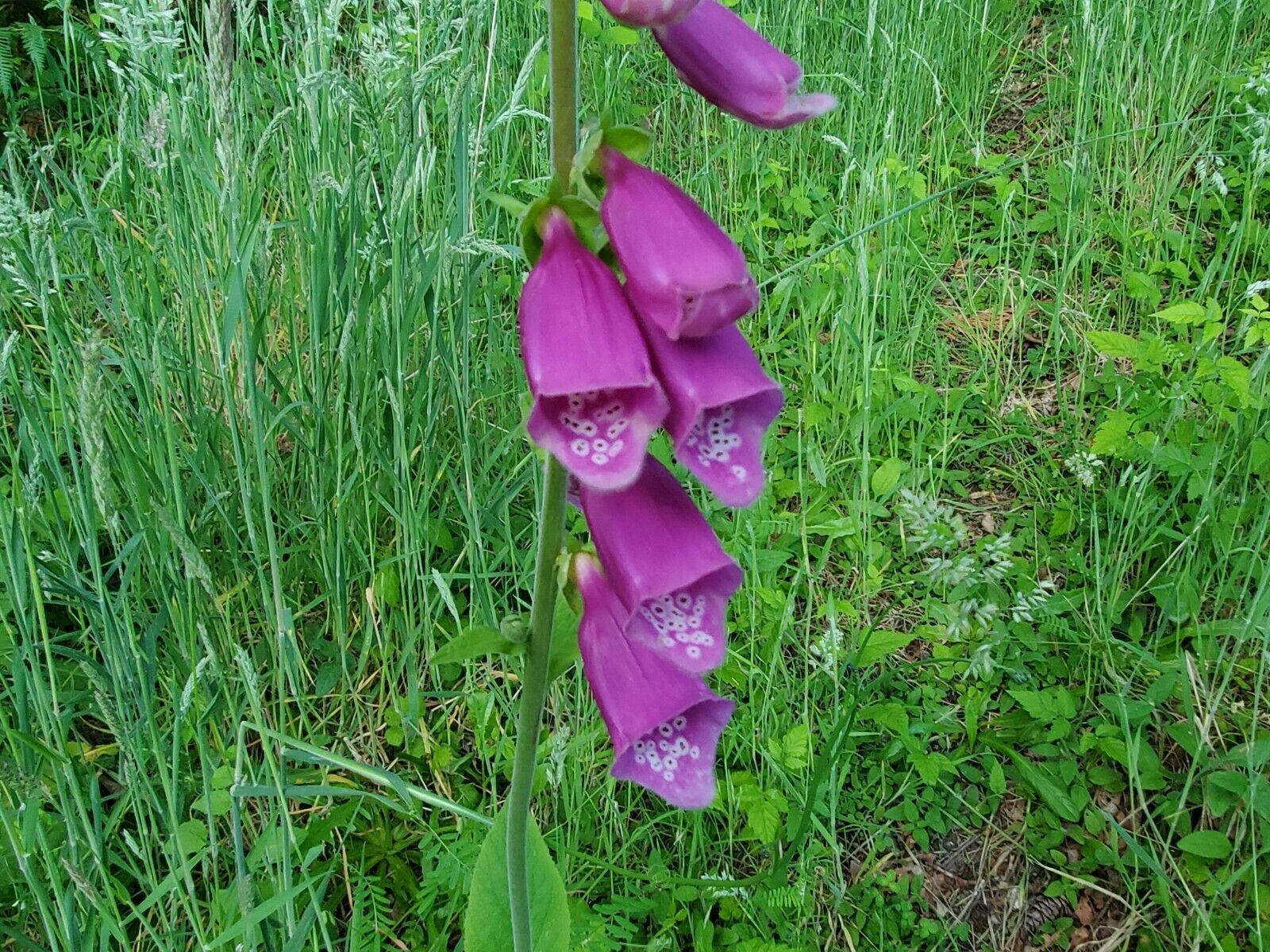 Bulk Foxglove Seeds  (Digitalis Purpurea) Purple Flowers - $4.95+