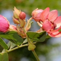 Cassia Roxburghii Ceylon Senna Roxburghs Red Cassia 5 Seeds Garden - £19.13 GBP