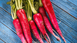 500 seeds Long Scarlet Radish Fast Planting Service - £8.85 GBP