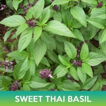 SR Sweet Thai Basil Seeds - £3.73 GBP