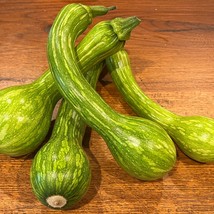 Centercut Tromboncino Italian Zucchini Zuchetta Squash Usa Seller Garden - £9.53 GBP