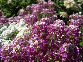 500 Sweet Alyssum Royal Carpet Lobularia Maritima Flower Seeds USA Shipping - $14.20