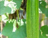 Emerald Hybrid ~5 Seeds Fresh Luffa Loofah Sponge Ridge Gourd Seeds Fast... - $8.99