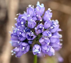 Gilia Capitata Queen Annes Blue Thimble Flower 100 Seeds Seeds Fresh Fast Shippi - $15.90