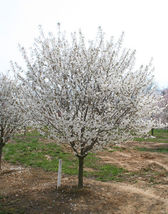 Snowgoose Flowering Cherry Tree image 5