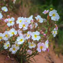 100 White Cloudy Primrose Flower Seeds Non-GMO  - £5.25 GBP