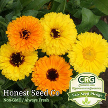 Fresh Fiesta Gitana Calendula Flower Seeds - Color Mix Edible Flowers Arto - £7.19 GBP