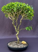 Flowering Ligustrum Bonsai Tree Curved Trunk Style  (ligustrum lucidum)  - £235.81 GBP