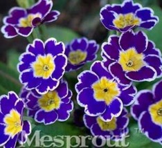 100PCS Big Primula Polyantha Gigantea Seeds Purple Flower with White Edge Yellow - £6.74 GBP