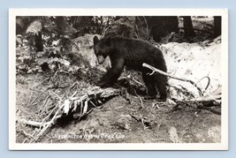 RPPC Native Black Bear Washington State WA Ellis Photo 391 UNP Postcard N6 - $4.90