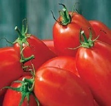 HeirloomSupplySuccess 30 Heirloom VFN Roma Tomato Seeds  - £2.39 GBP