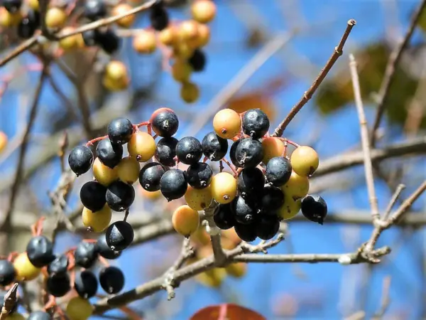Top Seller 20 Nannyberry Sweet Viburnum Lentago Shrub Tree Blue Black Fr... - $14.60