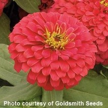 New Seeds Flowers 25 Zinnia Seeds Zinnia Magellan Coral Zinnias Seed Packets USA - £14.45 GBP