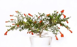 THJAR Dwarf Pomegranate Bonsai Seeds 25 Seeds To Grow Highly Prized Edib... - £14.21 GBP