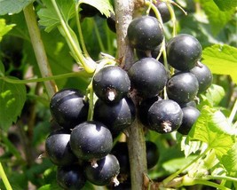 Blackcurrant, Ribes nigrum 25 seeds (G 017) - £2.39 GBP