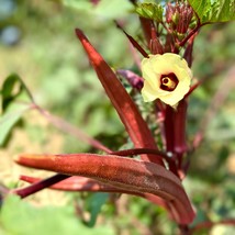 Red Burgundy Okra Seeds Fresh Garden USA Shipping - $10.98