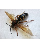 Real Wasp Cicada Killer Sphecius Speciosus Framed Entomology Shadowbox D... - $99.14 CAD