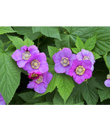 20 Purple Flowering Raspberry Thornless Edible Rubus Odoratus   - £13.36 GBP