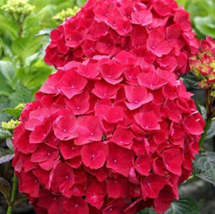 50 pcs Multiple Color Choice Hydrangea Bonsai Perennial Flower Plant Hydrangea B - £6.86 GBP