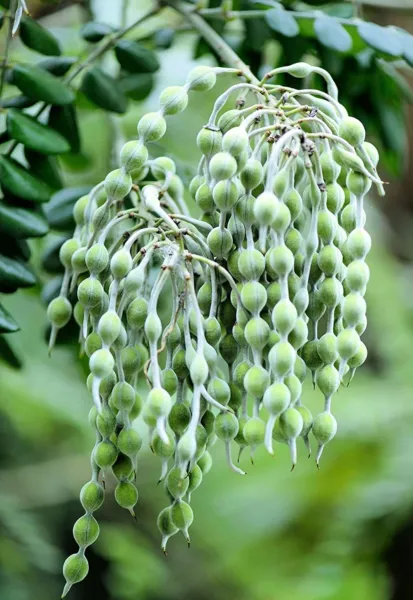 Silver Necklace Bush Seeds For Planting (5 Seeds)-Sophora Tomentosa Usa ... - $19.92
