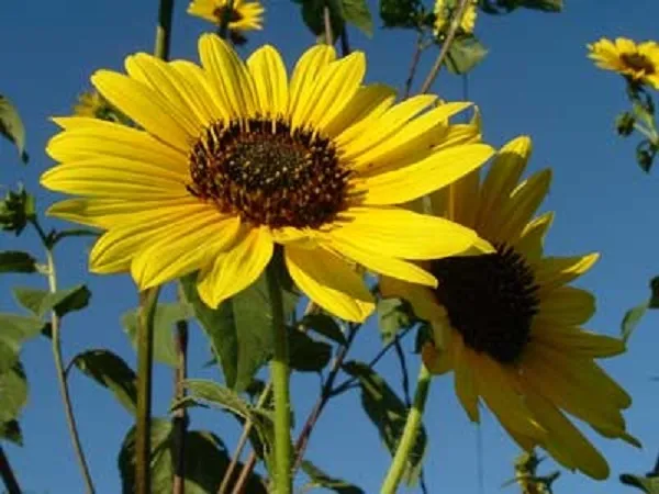 Sunflower Seeds 500 Wild Sunflower Seeds Helianthus Annuus - £12.39 GBP