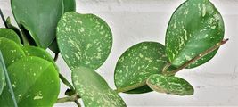 Live Hoya Multiflora aka Shooting Star live rare house plants in 6 inch pot - $25.98