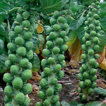 Long Island Improved Brussels Sprouts Seeds, NON-GMO, Variety Sizes, FREE SHIP - £1.30 GBP+