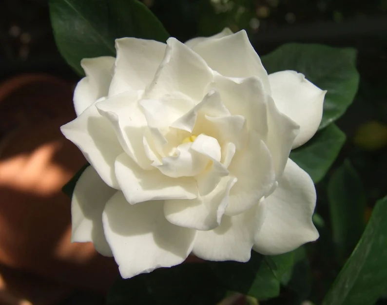 S_SH  15 Seeds White Gardenia Flower Seeds / Long Lasting Perennial / Garden Or  - $16.79