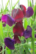 RD 50+ Purple Prince Sweet Pea Seeds for Garden Planting  - $5.15