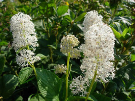 FG 30 + Ceanothus Neuf Jersey Thé Semences Florales/Pérenne Arbuste/Sécheresse T - £11.90 GBP