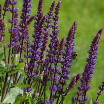 Salvia Leucantha Imported Mexican Bush Sage Pink Flower - 30 Seeds - £5.04 GBP