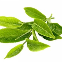 1 Pack 10 Camellia Sinensis Seeds Chinese Green Tea Seed - £5.89 GBP