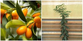 Nagami Kumquat Tree - 26-30&quot; - Live Citrus Plant - Gallon Pot - Grafted - H0 - £108.70 GBP