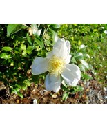 10 Marina Mist Camellia Seeds Camellia Sasanqua Fresh Seeds - $294.30 MXN