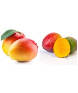 Seedling Mango Haden mangifera Indica Tropical Live Fruit Tree - $102.56 CAD