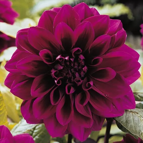1 - THOMAS EDISON DinnerPlate Dahlia Bulb Tuber Clump DECORATIVE PERENNIAL - $44.91 CAD